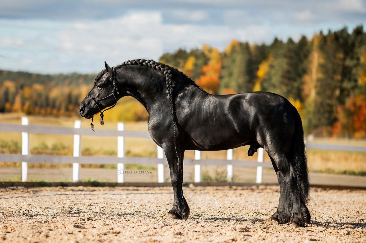 Вороной Ганновер жеребец