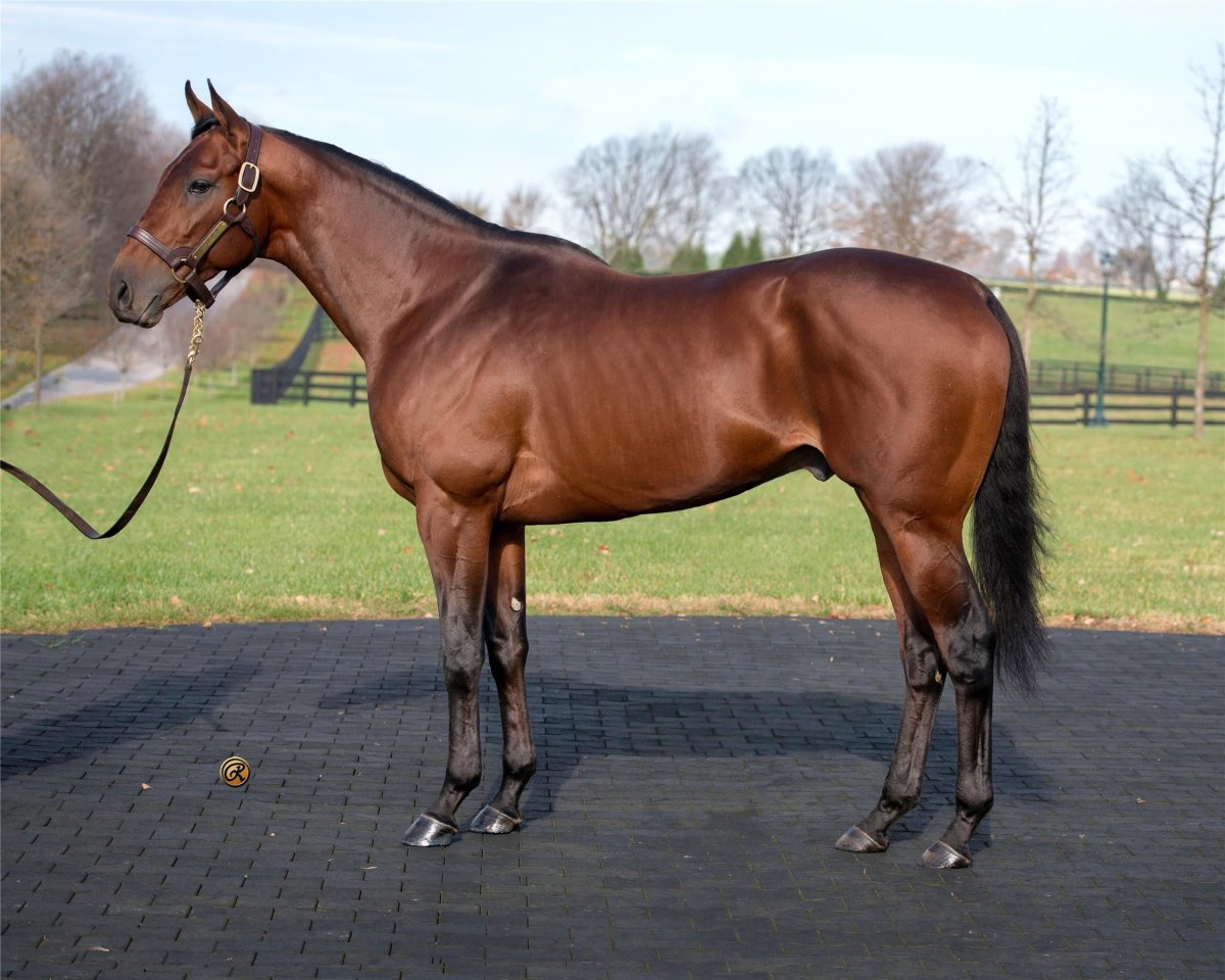 Чистокровная верховая лошадь Центурион