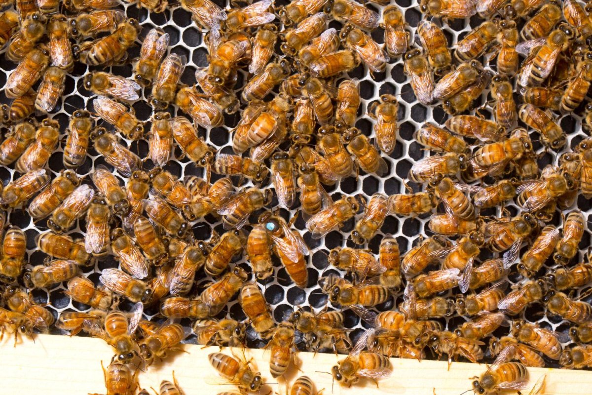 Итальянская пчела (кордован)