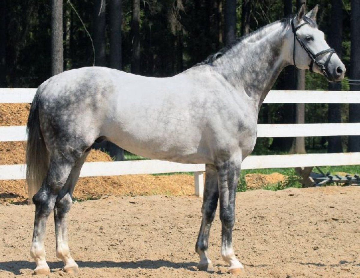 Монарх Тракененский жеребец