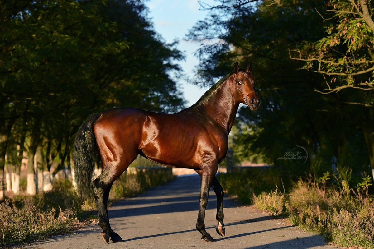 Чистокровная верховая караковая