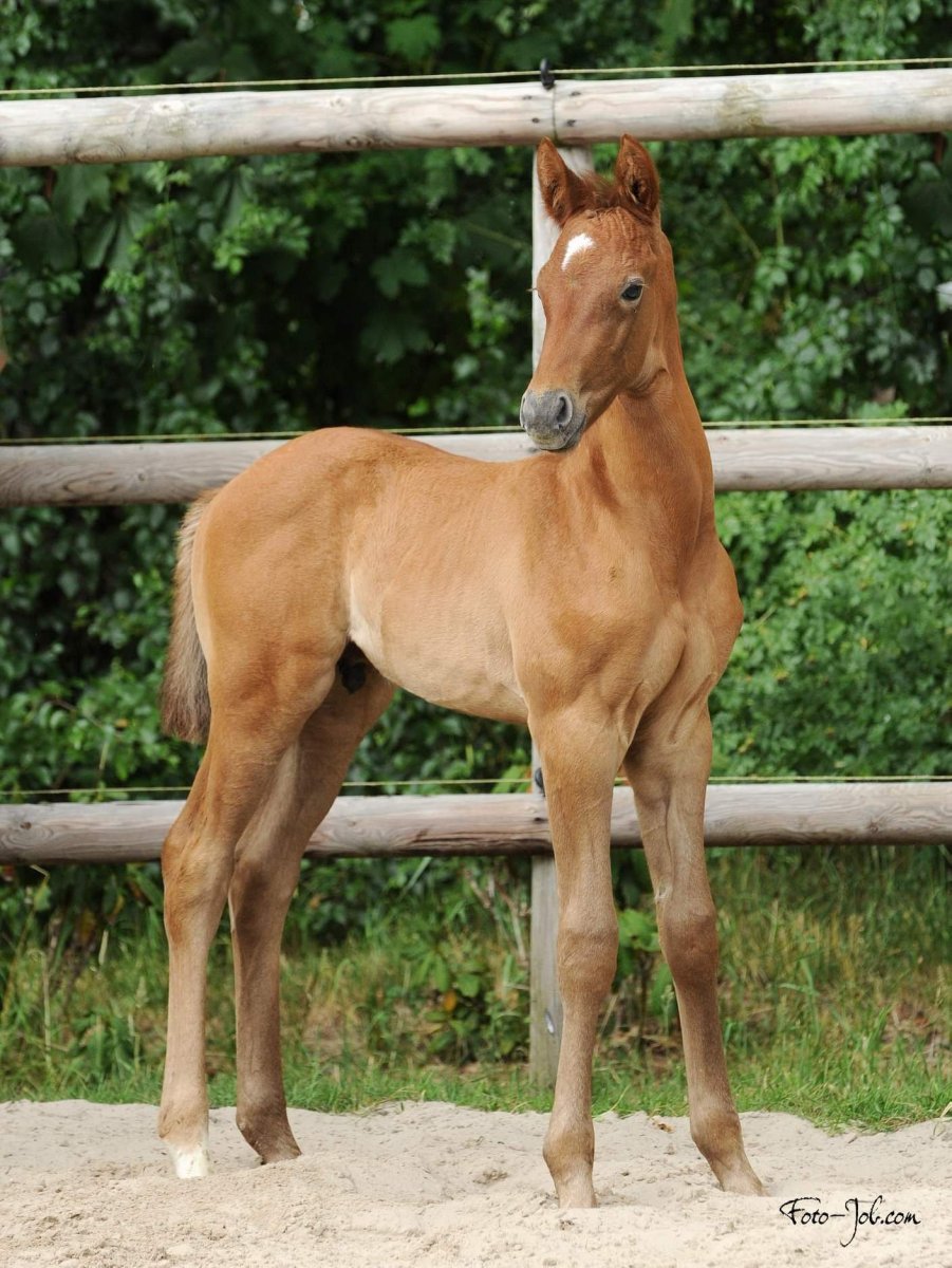 Жеребята тракененской породы