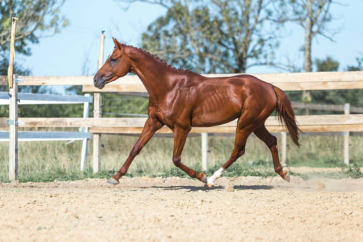 Тракененская порода Аллюр