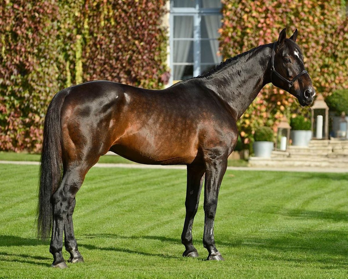 Голландская лошадь