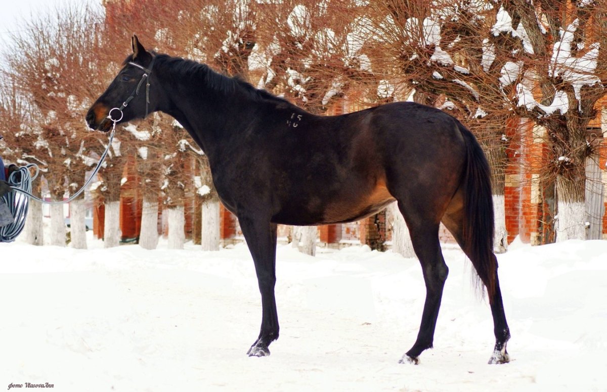 Лошадь тракененской породы Вороная