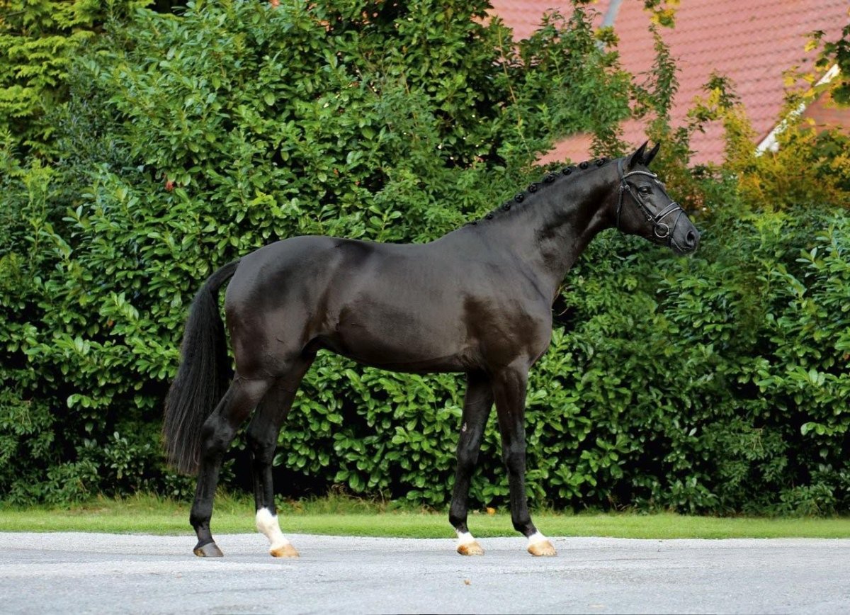 Голштинская порода лошадей Вороная