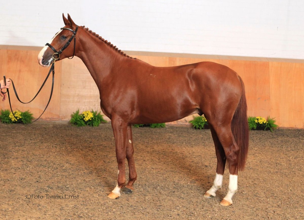 Тракененская лошадь рыжая