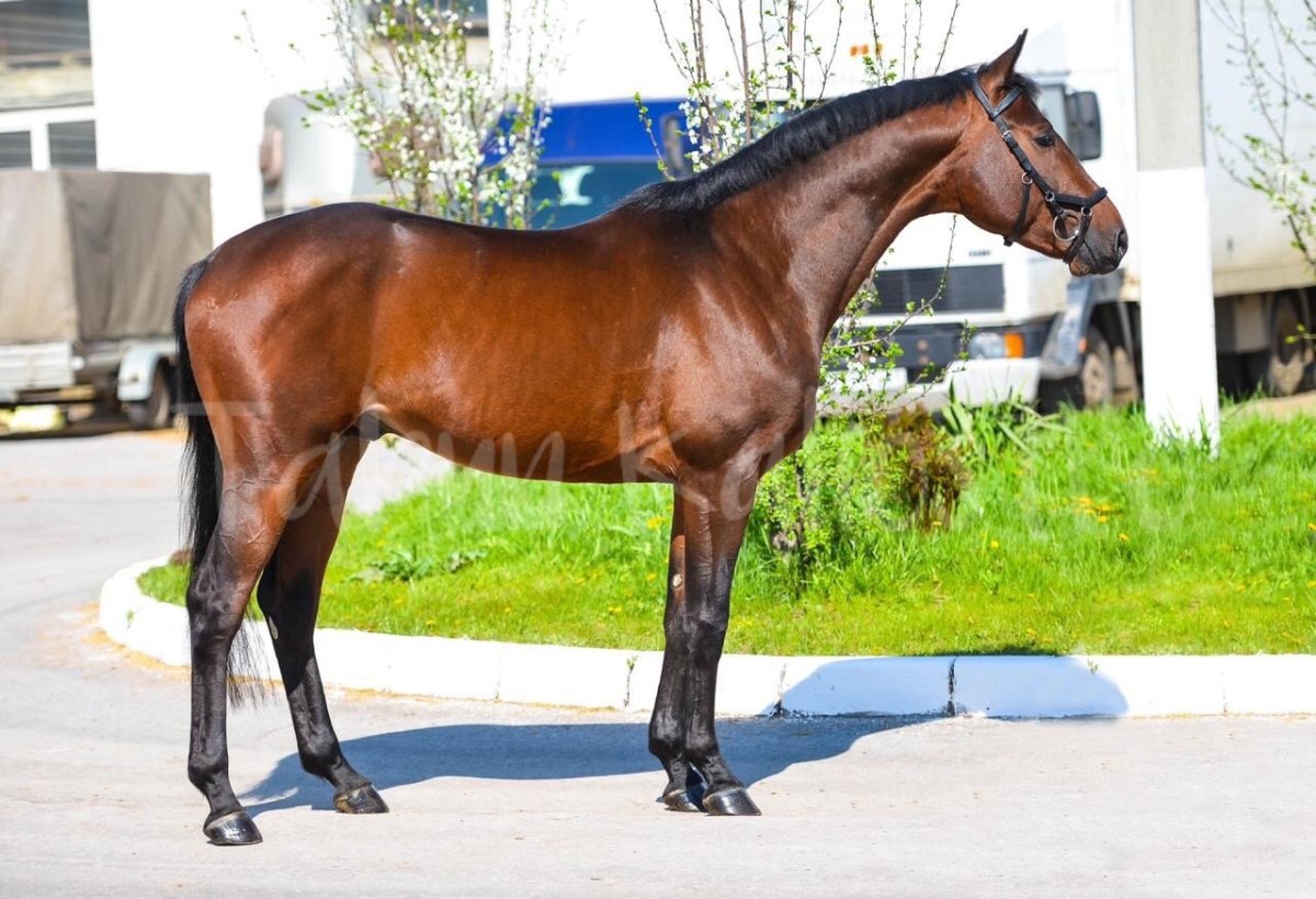 Мерин тракененской породы