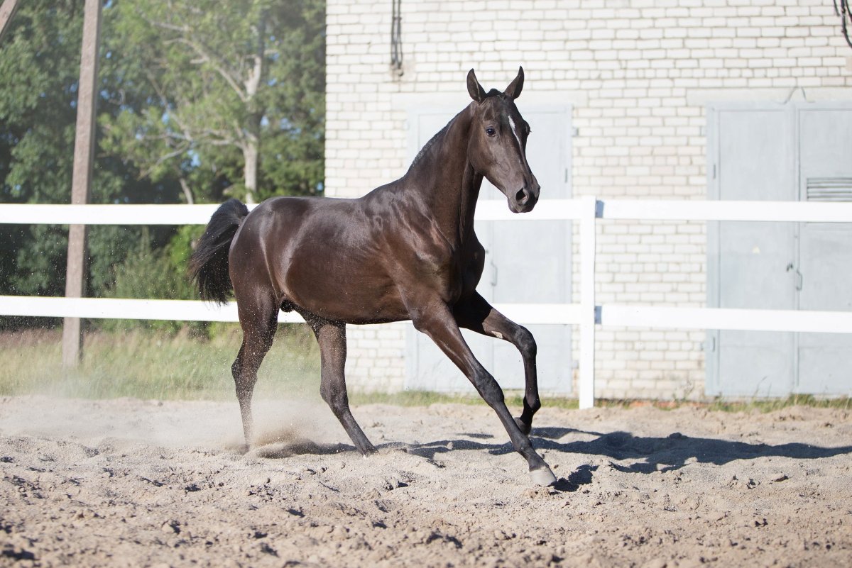 Тракененская порода Эльба