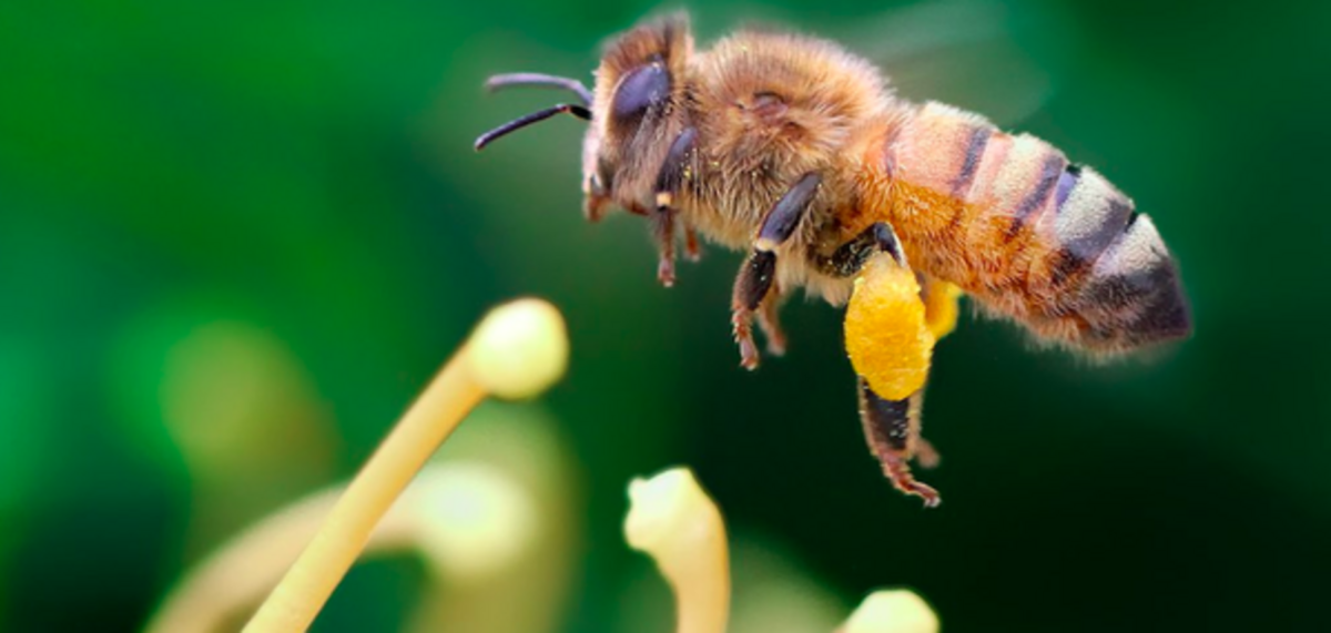 Африканская медоносная пчела