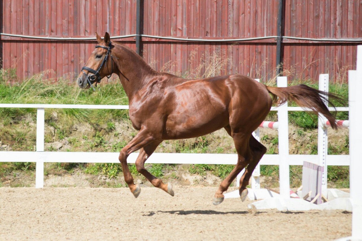 Тракененская порода лошадей