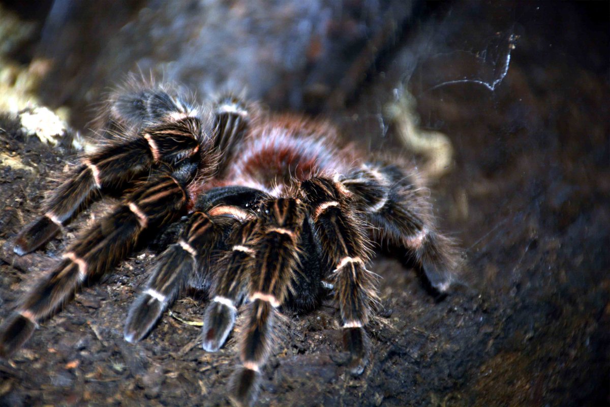 Brachypelma geniculata