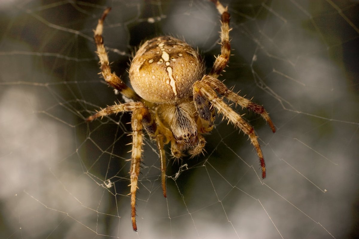 Паук систематическая