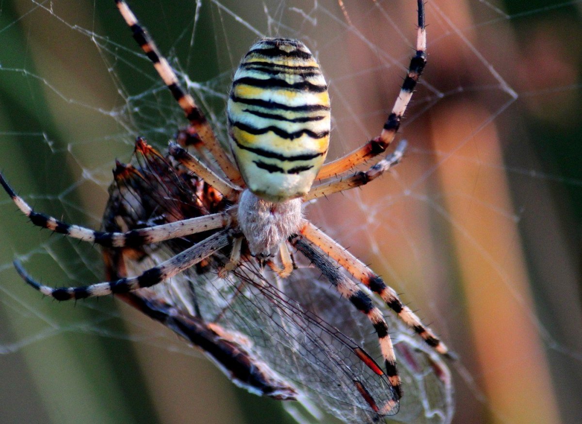 Самые красивые паук картинки для компьютера