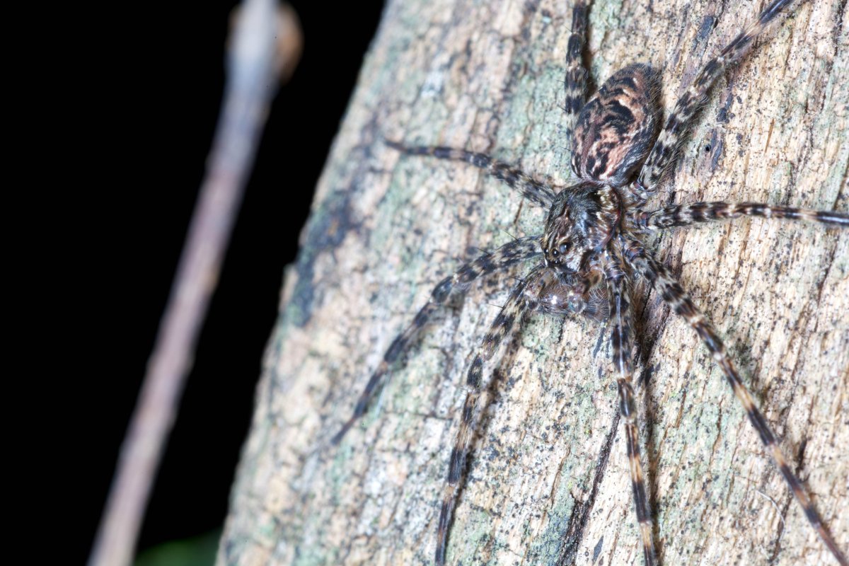 Большой паук на дереве