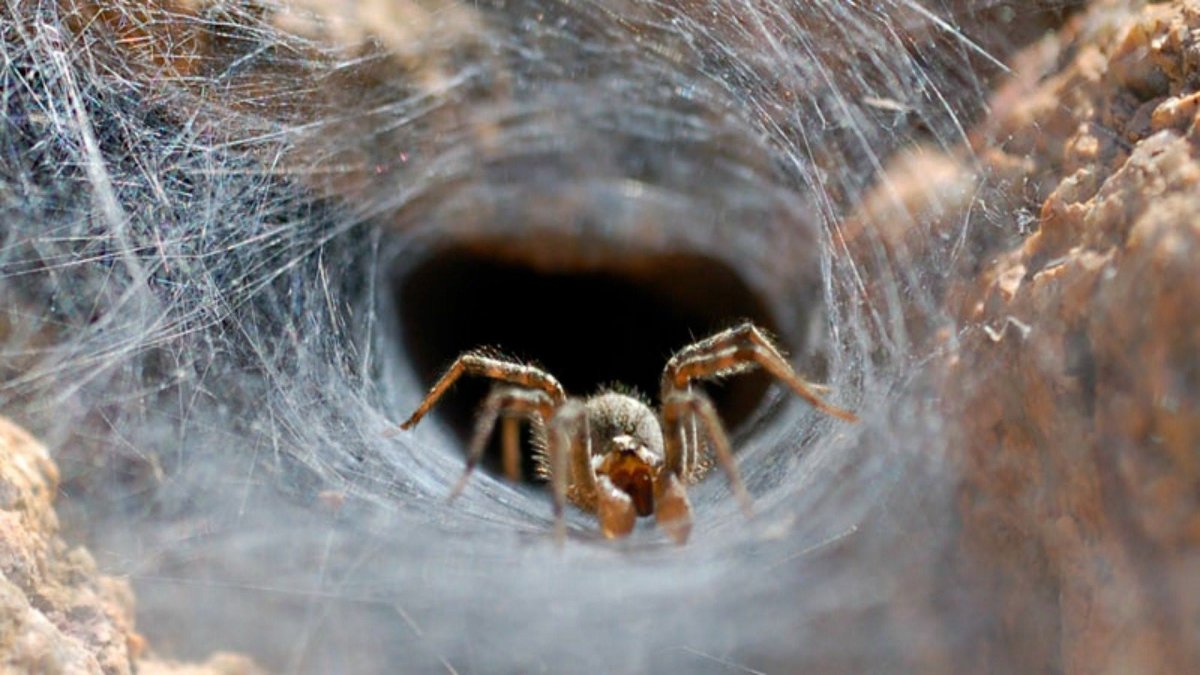 Паук крестовик