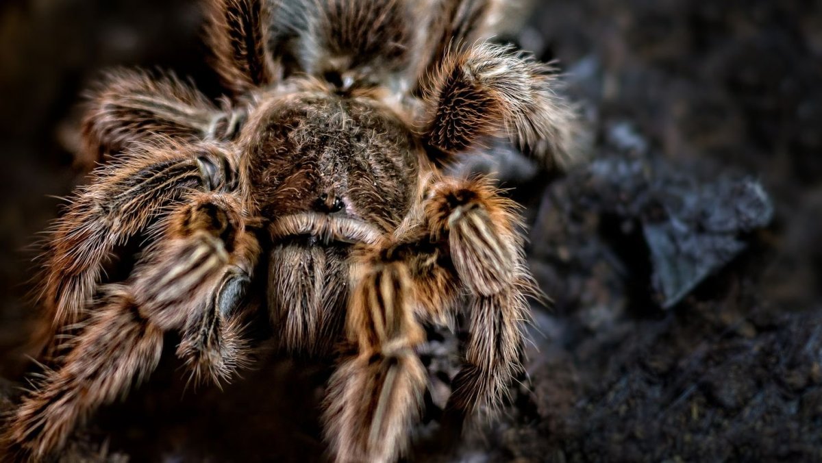 Птицеед Голиаф