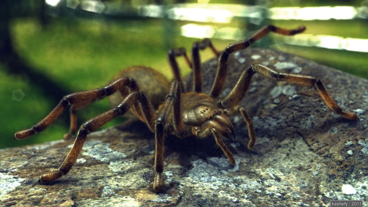 Паук Гладиатор