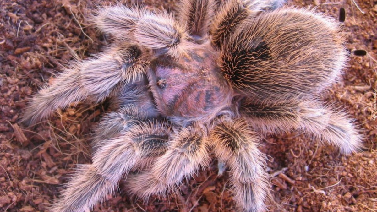 Тарантул пушистый