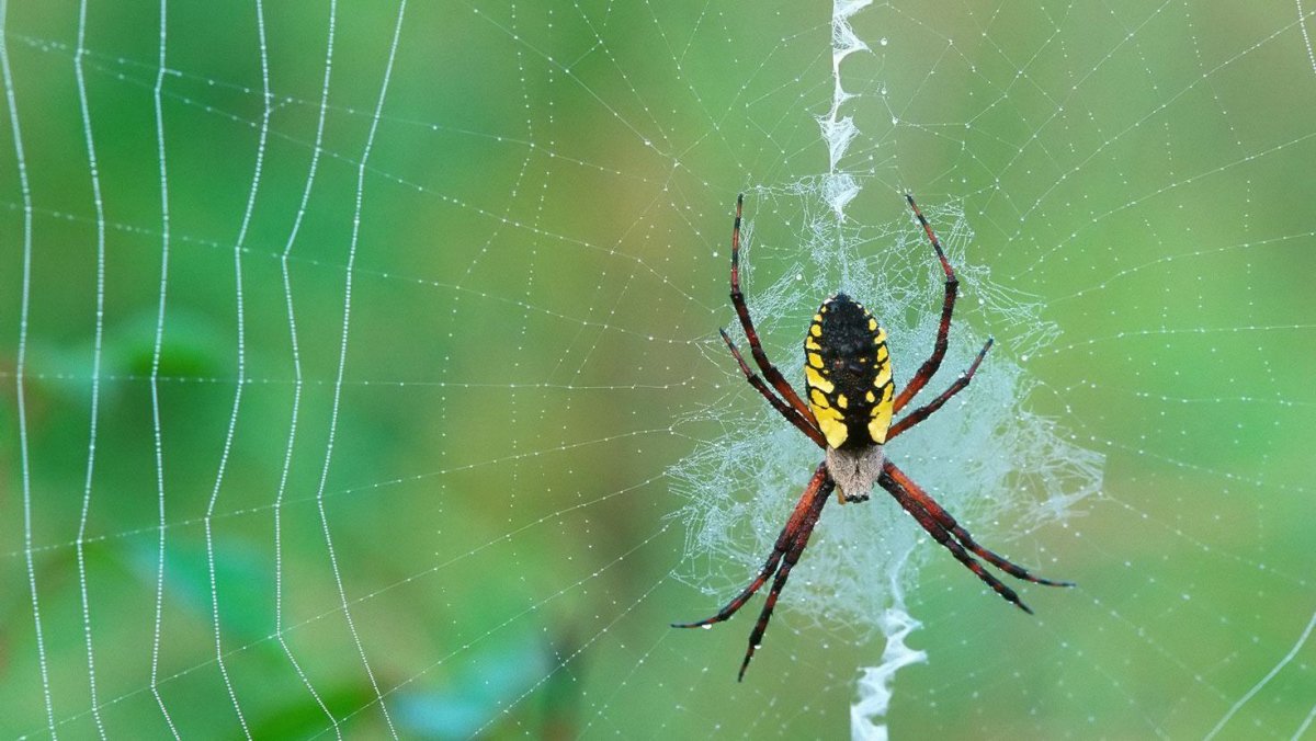 Крестовик Сибирский паук Сибирский
