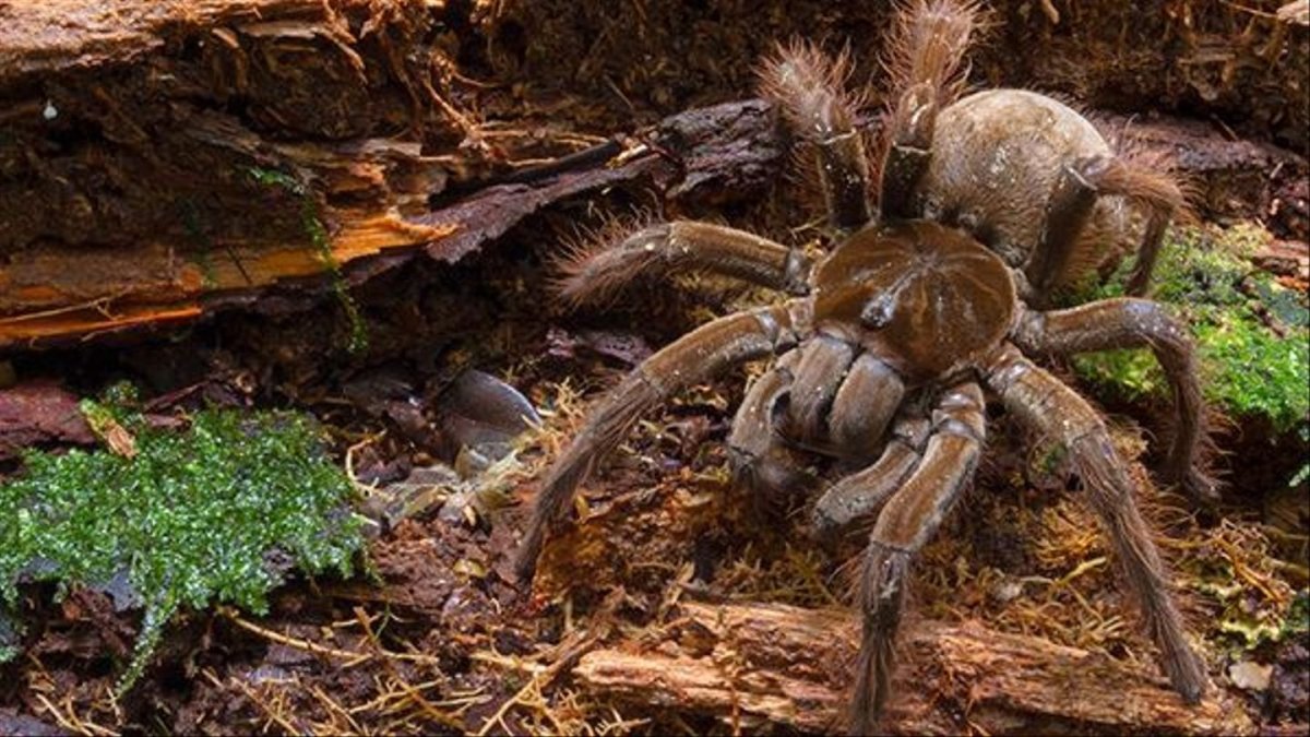 Паук птицеед Геркулес