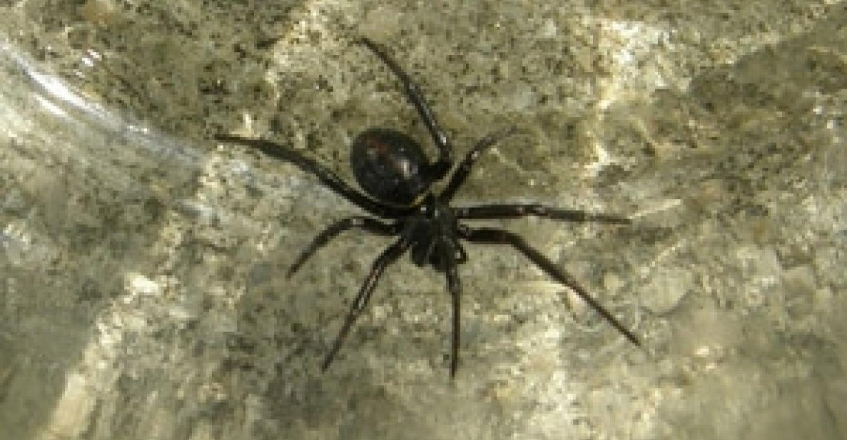 Чёрная вдова паук в Крыму