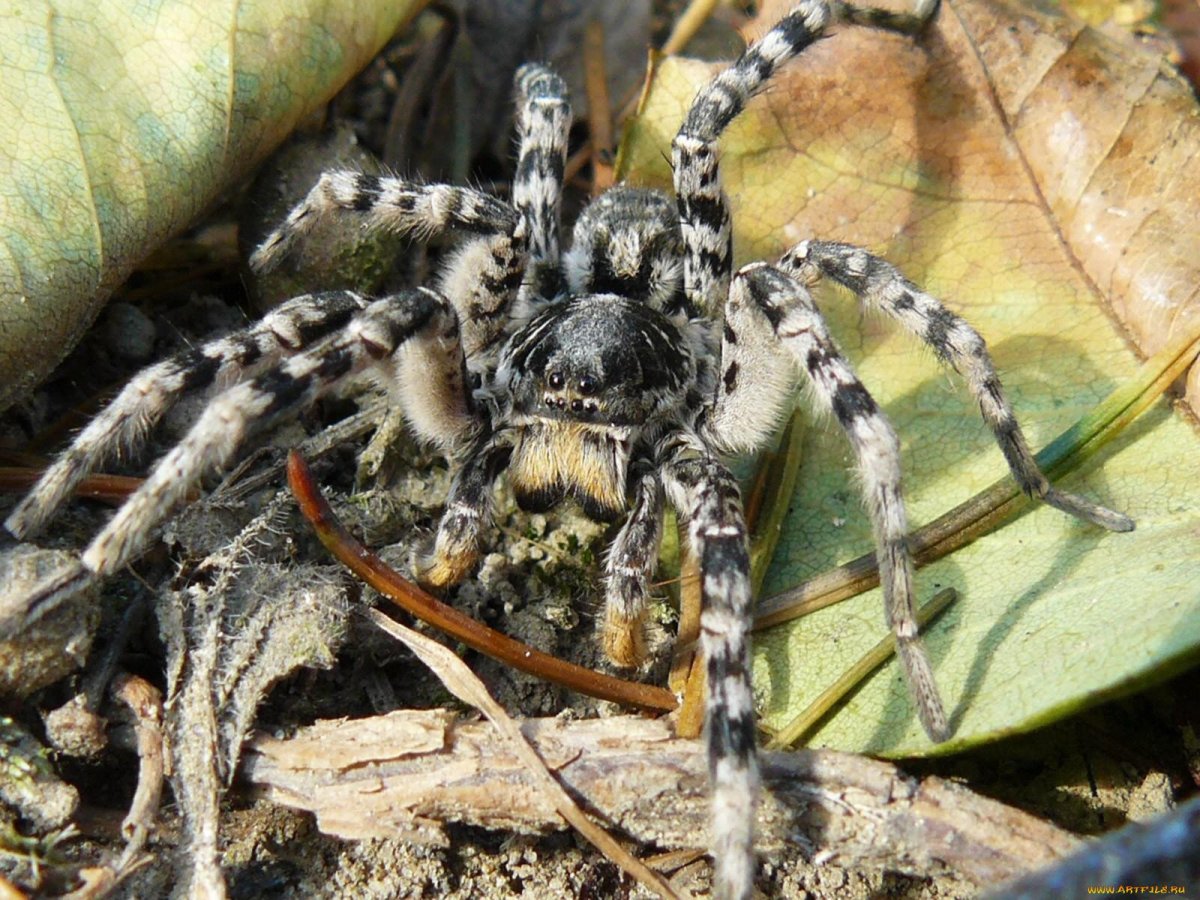 Крестовик Сибирский паук Сибирский