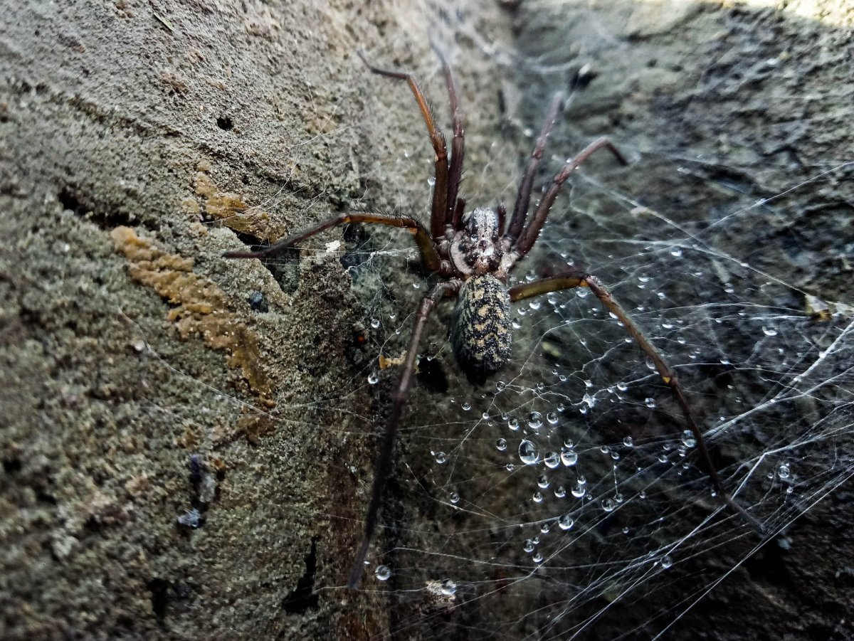 Тарантул сенокосец