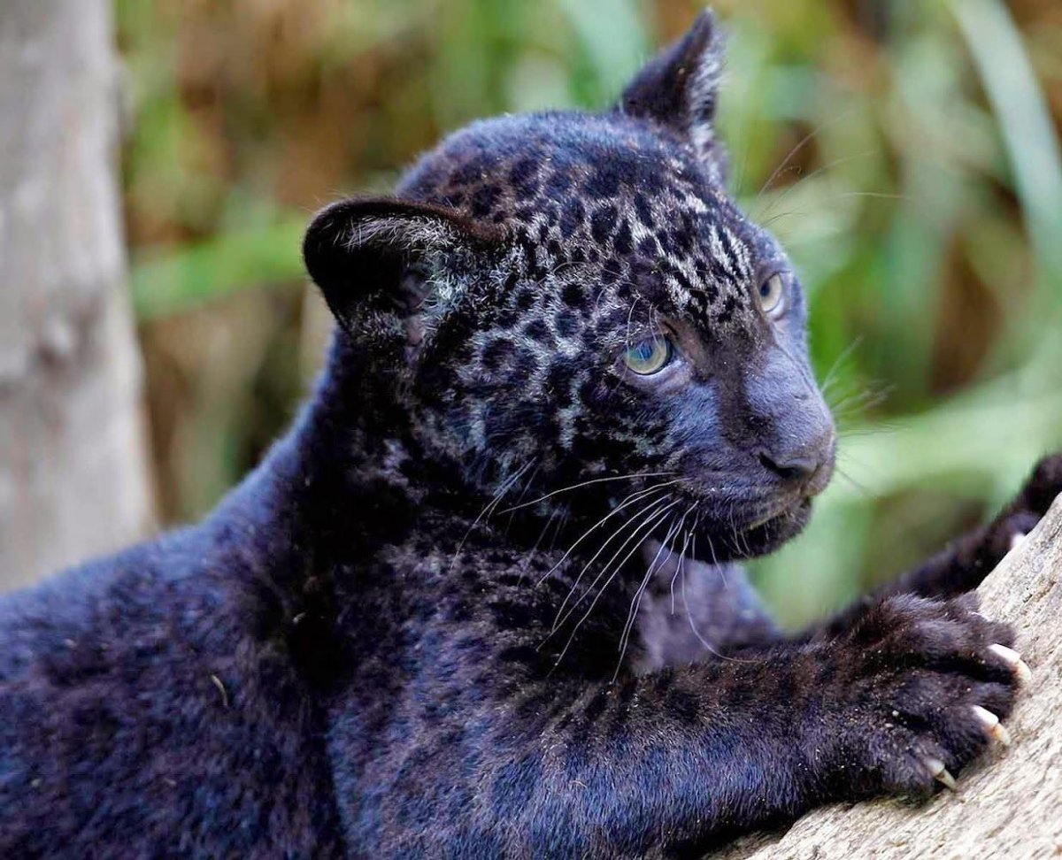 Гепард меланист