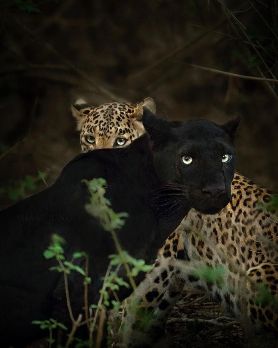 Пантера пятнистая