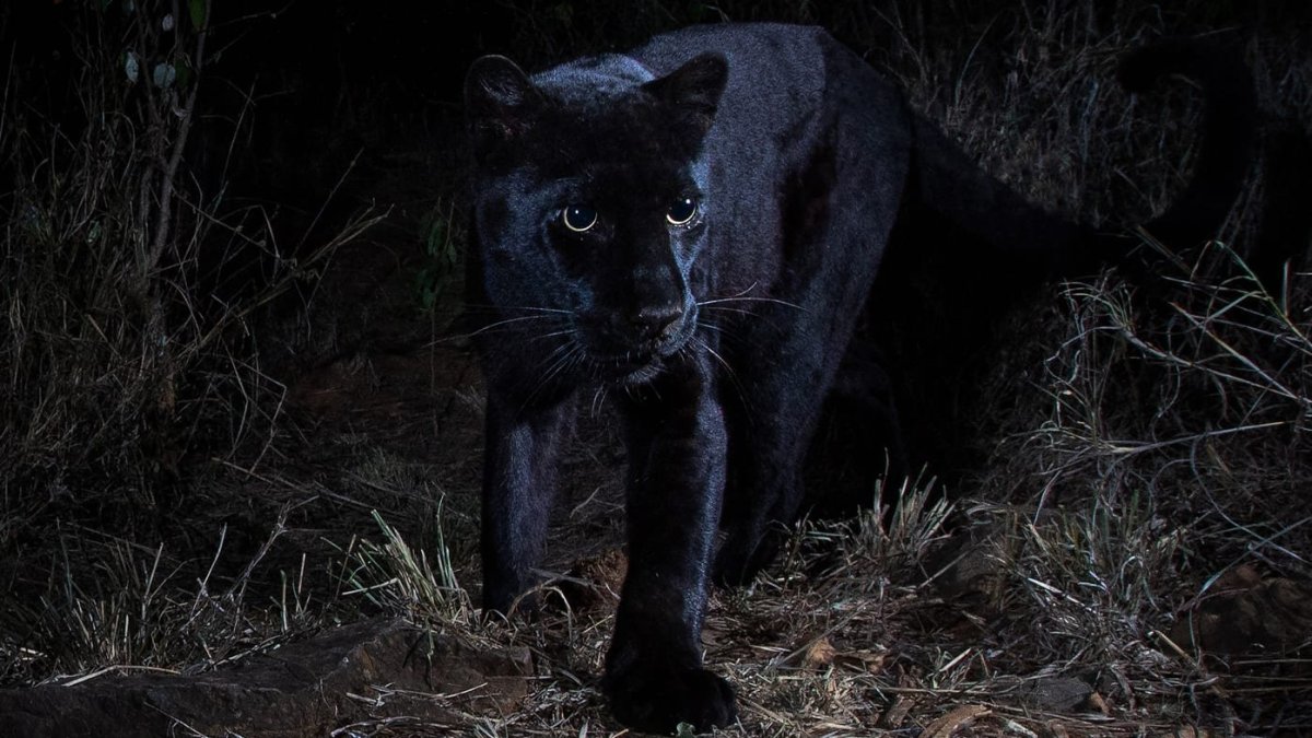 Пантера призрак