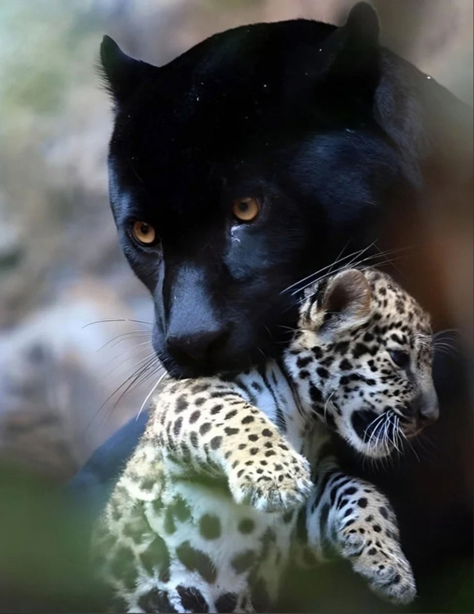 Черная пятнистая пантера