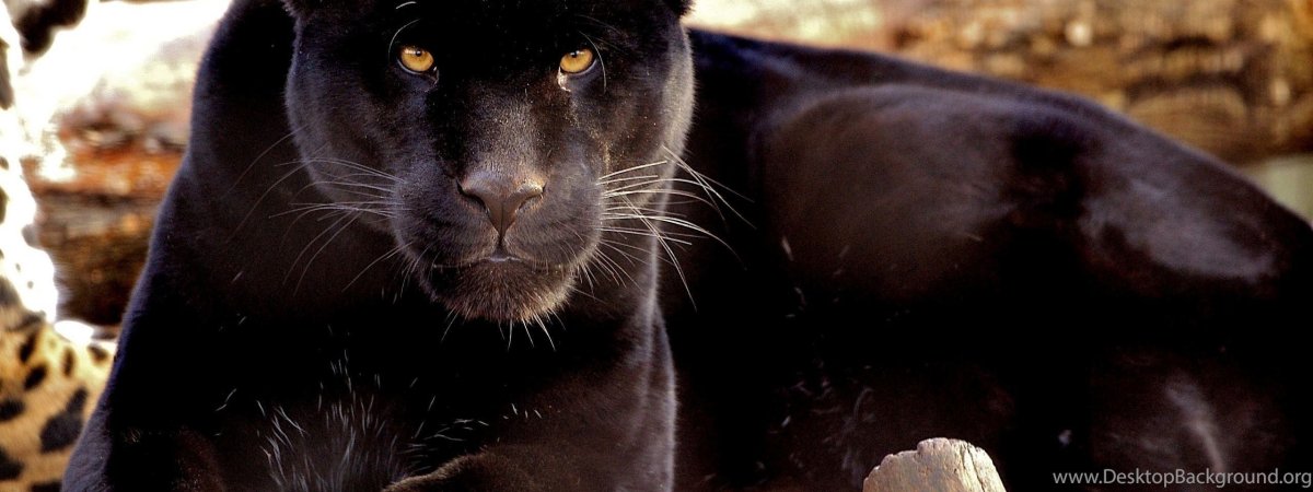 Пантера в броске