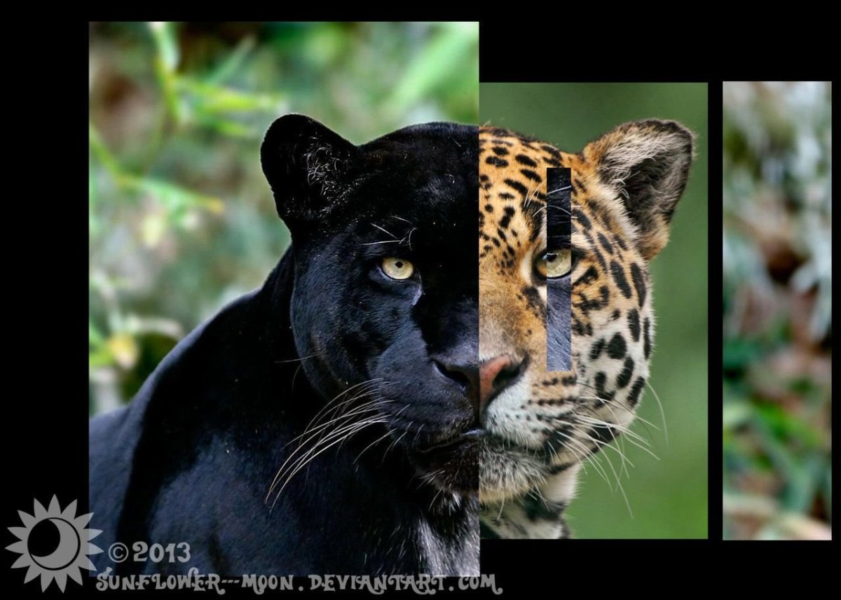 Пума Ягуар леопард пантера