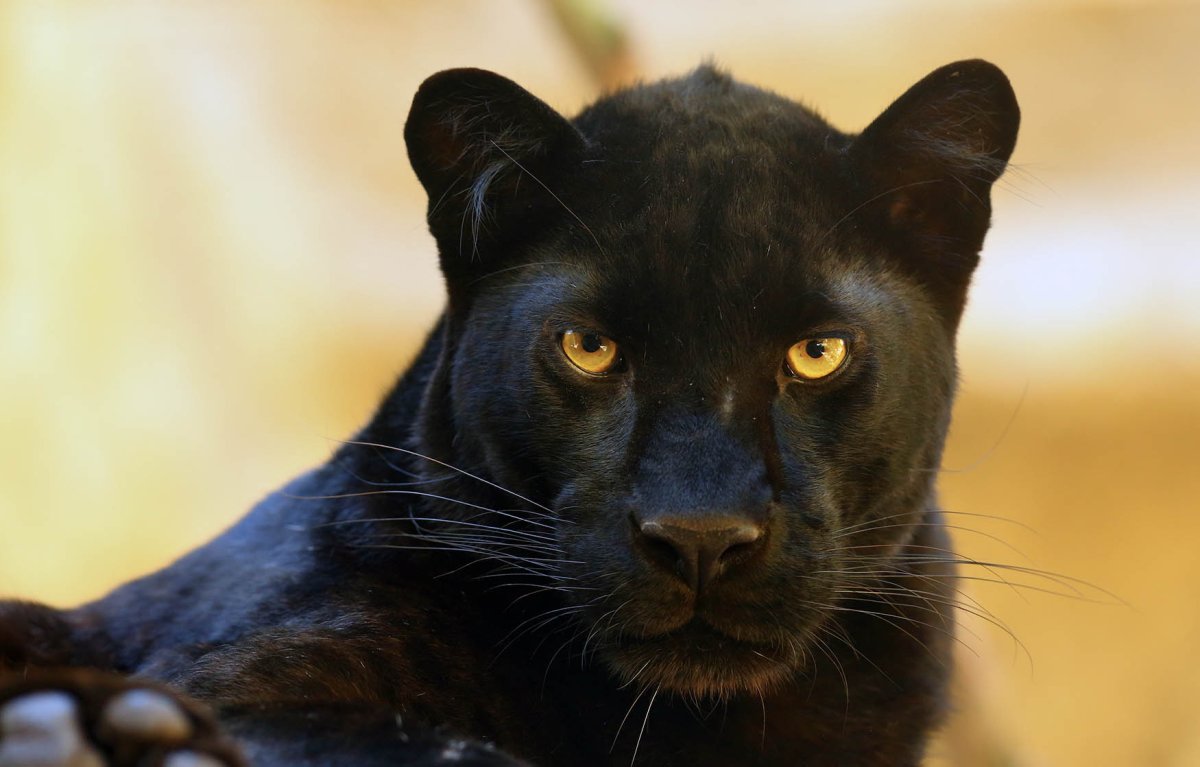 Черная пантера с желтыми глазами