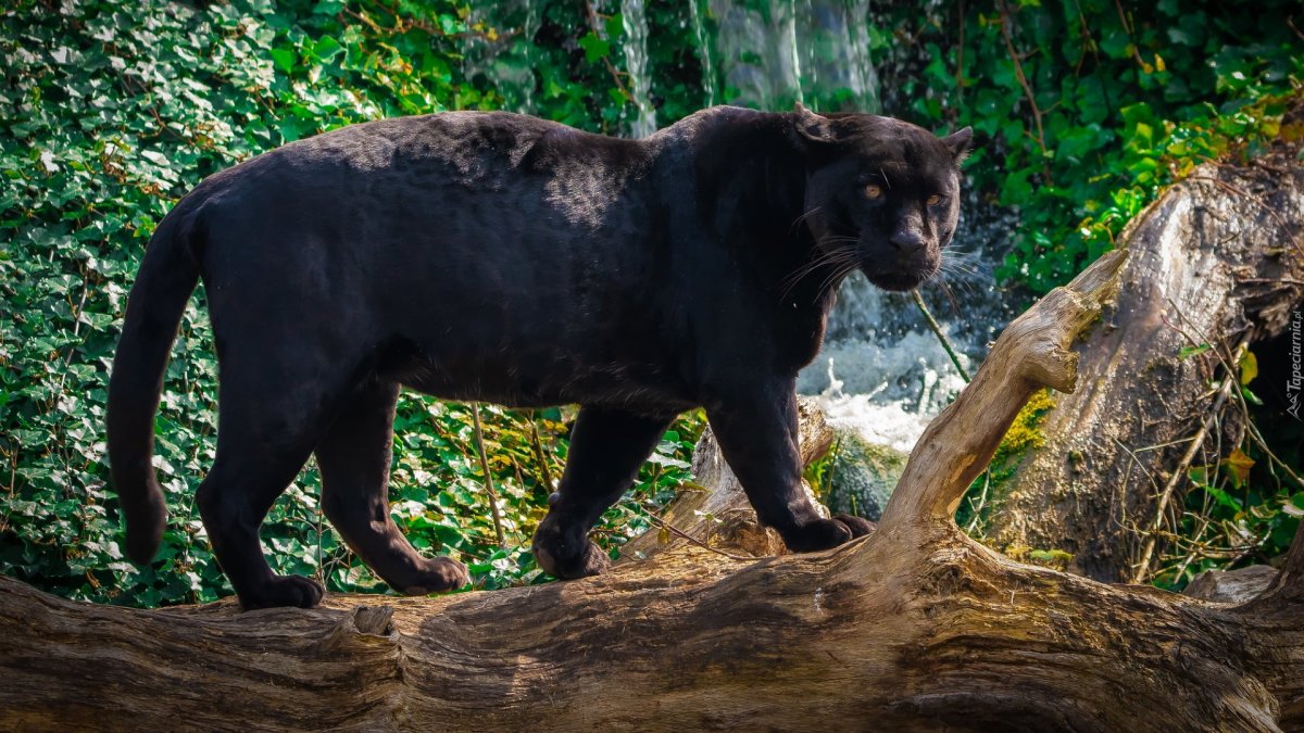 Дымчатый леопард меланист