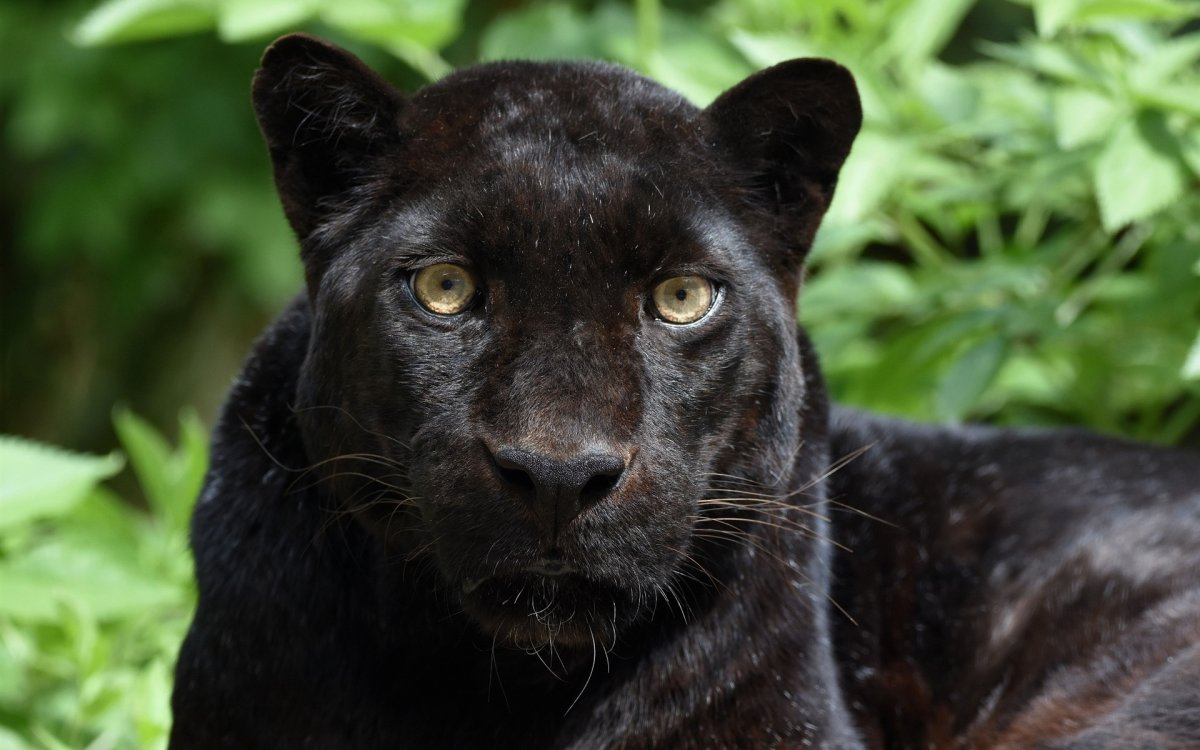 Леопард меланист