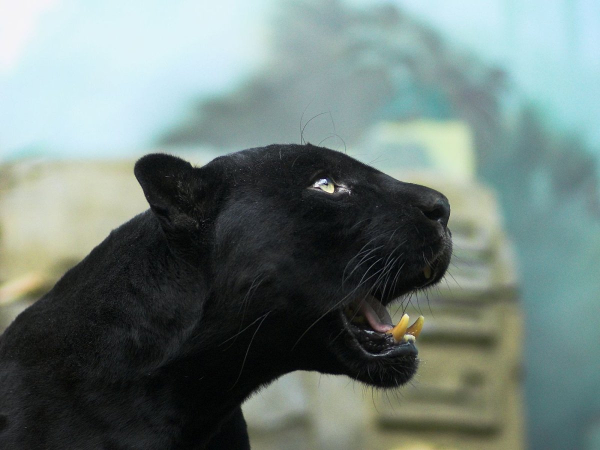 Черная пантера самка