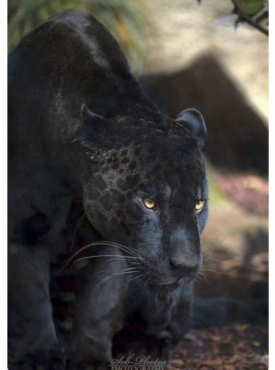 Гепард меланист