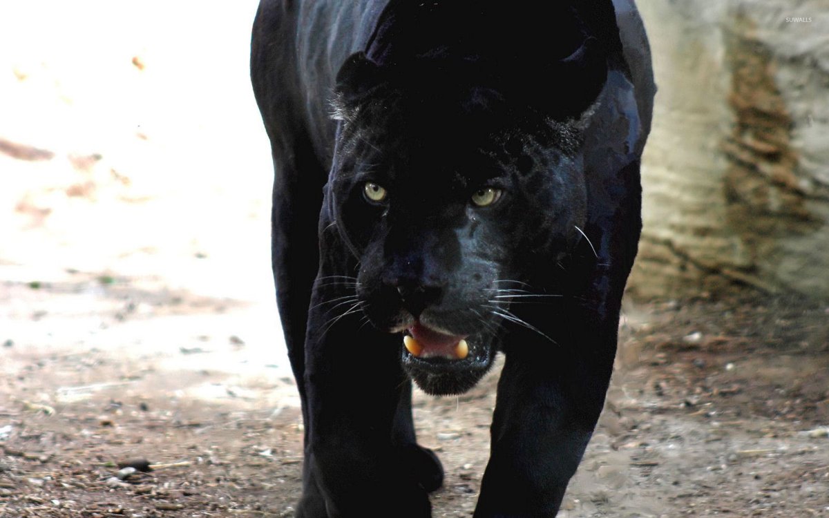 Черная пантера фото