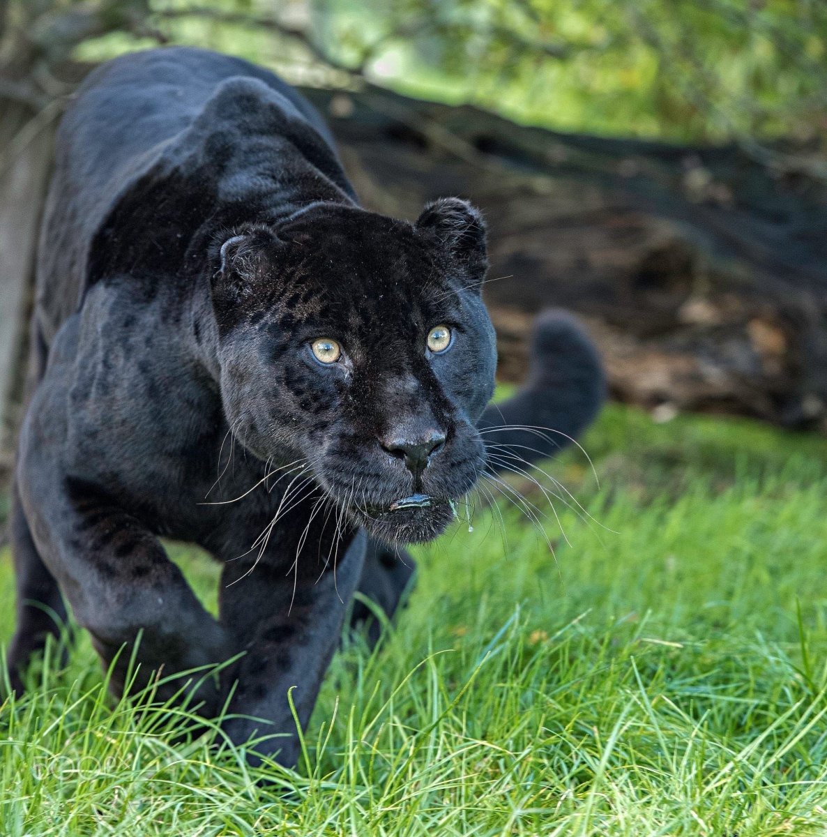 Леопард меланист