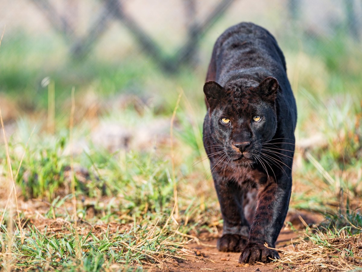 Пантера самец