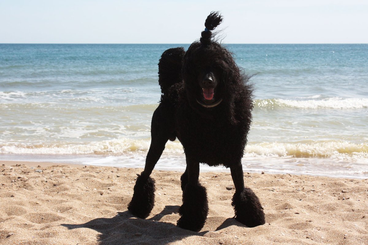 Пудель Локи