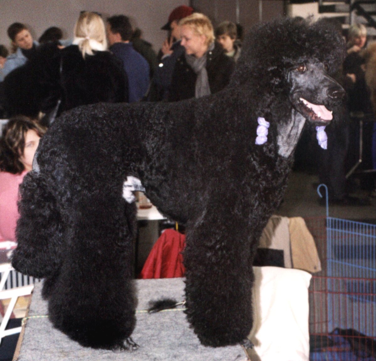 Пудель гигант