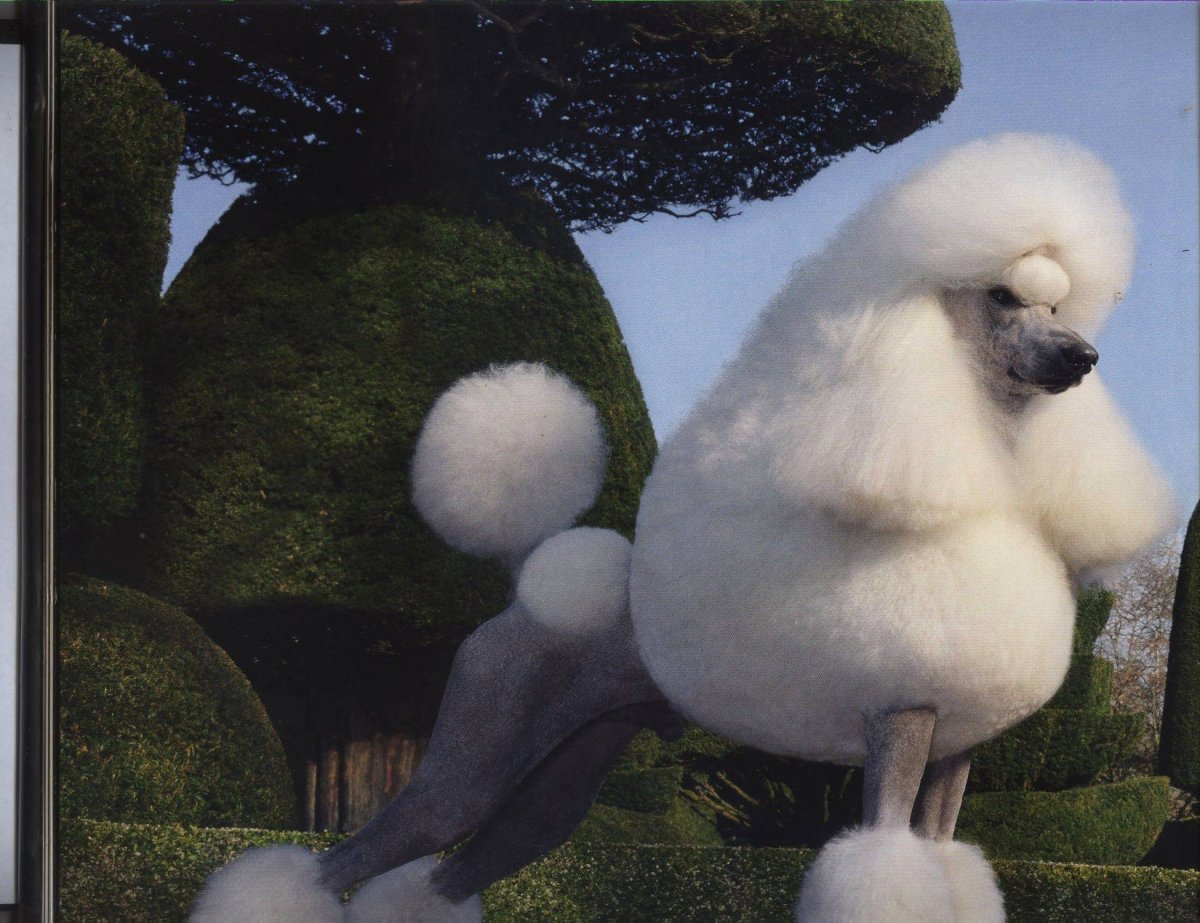 Императорский пудель