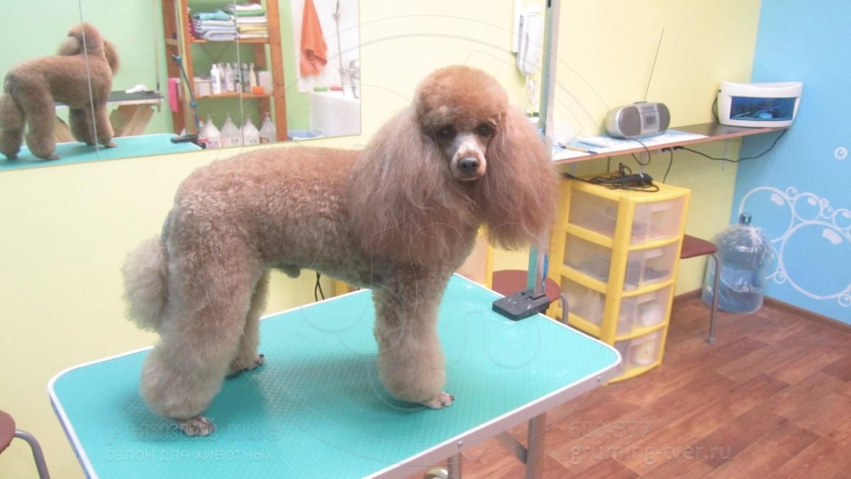 Пудель рыжий стрижка
