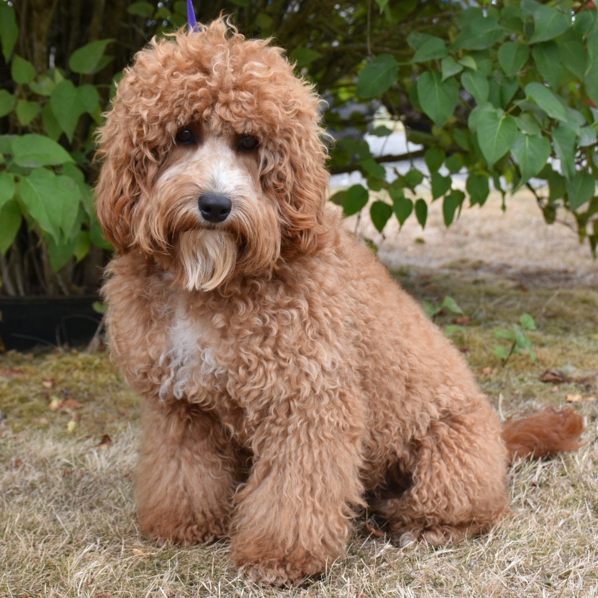 Лабрадудель нестриженный