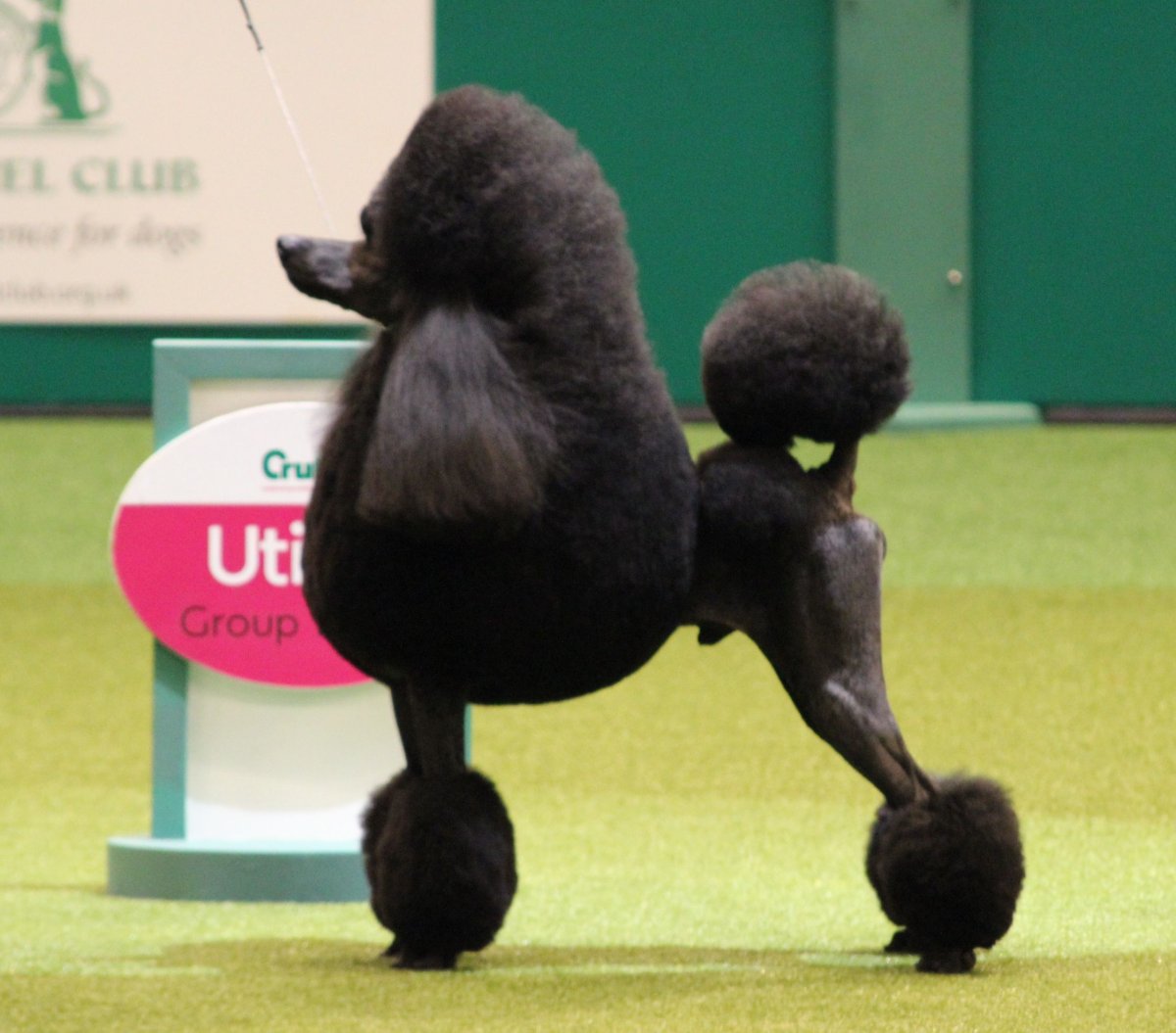 Пудель чемпион мира