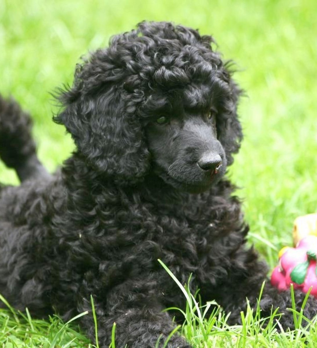 Собака пудель карликовый цена