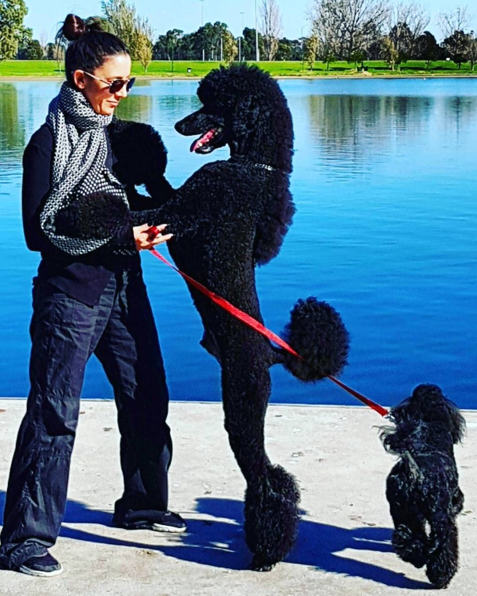 Королевский пудель взрослый